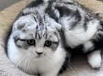 Scottish Fold tabby white girl Samantha - Scottish Fold Cat For Sale - NY&comma; US