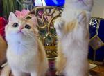 British Black Golden Shaded girl Misty - British Shorthair Cat For Sale - NY&comma; US