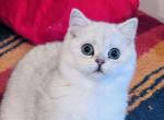 British Shorthair Silver boy with blue eyes Paris - British Shorthair Cat For Sale - NY&comma; US