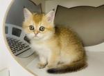 Michelle golden color shorthair - British Shorthair Cat For Sale - Sunnyvale&comma; CA&comma; US