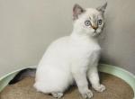 BUDDY shorthair lynx point - Scottish Straight Cat For Sale - Sunnyvale&comma; CA&comma; US