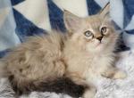 Lizzie - Ragdoll Cat For Sale - Poplar Grove&comma; IL&comma; US