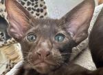 Chocolate Oriental Shorthair OSH Male Kitten - Oriental Cat For Sale - NJ&comma; US