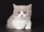 Xsann - Munchkin Cat For Sale - Miami&comma; FL&comma; US