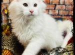 Red Collar - Maine Coon Cat For Sale - Wisconsin Rapids&comma; WI&comma; US