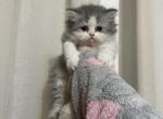Bicolor Girl 4 - Persian Cat For Sale - Dearborn&comma; MI&comma; US