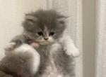 Bicolor Girl 3 - Persian Cat For Sale - Dearborn&comma; MI&comma; US