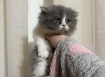 Bicolor Girl 2 - Persian Cat For Sale - Dearborn&comma; MI&comma; US