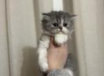 Bicolor Girl 1 - Persian Cat For Sale - Dearborn&comma; MI&comma; US