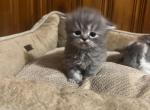 Gray boy 1 - Persian Cat For Sale - Dearborn&comma; MI&comma; US