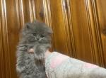 Gray boy 2 - Persian Cat For Sale - Dearborn&comma; MI&comma; US