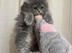 Gray boy 3 - Persian Cat For Sale - Dearborn&comma; MI&comma; US