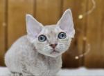 Riana - Devon Rex Cat For Sale - Hollywood&comma; FL&comma; US