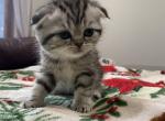 Marshmallow - Scottish Fold Cat For Sale - Buffalo Grove&comma; IL&comma; US