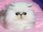 Rimma - Persian Cat For Sale - Hollywood&comma; FL&comma; US