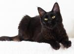 Sonata - Maine Coon Cat For Sale - Brooklyn&comma; NY&comma; US