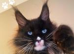 Wrangler Blue Eyes - Maine Coon Cat For Sale - Grayslake&comma; IL&comma; US