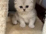 Capri - Scottish Fold Cat For Sale - Brooklyn&comma; NY&comma; US