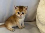 Logan - Scottish Straight Cat For Sale - Brooklyn&comma; NY&comma; US
