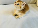 Lisa - Scottish Straight Cat For Sale - Brooklyn&comma; NY&comma; US