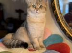 Sonya - Scottish Straight Cat For Sale - Brooklyn&comma; NY&comma; US