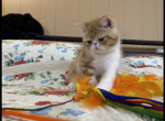 Bruno - Exotic Cat For Sale - Pineville&comma; LA&comma; US