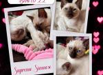 Maddie - Siamese Cat For Sale - Phila&comma; PA&comma; US