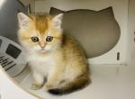 Michelle golden shorthair - Scottish Straight Cat For Sale - Baton Rouge&comma; LA&comma; US