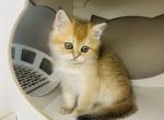 Michelle - British Shorthair Cat For Sale - Baton Rouge&comma; LA&comma; US