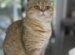 Uma scottish fold female - Scottish Fold Cat For Sale - Baton Rouge&comma; LA&comma; US