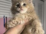 Peach - Maine Coon Cat For Sale - Hollywood&comma; FL&comma; US