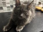 Theo - Maine Coon Cat For Sale - Hollywood&comma; FL&comma; US
