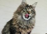 Baby - Maine Coon Cat For Sale - Miami&comma; FL&comma; US
