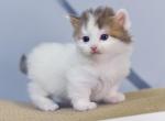 Romeo Munchkin male - Munchkin Kitten For Sale
