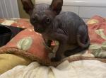 Elf baby - Sphynx Cat For Sale - Massapequa&comma; NY&comma; US