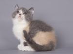 Bulla - Scottish Straight Cat For Sale - Miami&comma; FL&comma; US