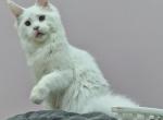 Filya - Maine Coon Cat For Sale - Miami&comma; FL&comma; US