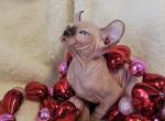 Sphynx  ELF Girl Angel - Sphynx Cat For Sale - Lockport&comma; IL&comma; US