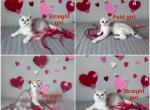 Purebred Scottish fold and straight kittens - Scottish Fold Cat For Sale - Shakopee&comma; MN&comma; US