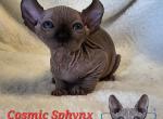 Black Elf Boy Freddy SOLD - Sphynx Cat For Sale - Lockport&comma; IL&comma; US