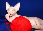 Businka - Sphynx Cat For Sale - Abington&comma; PA&comma; US