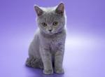 Minka - British Shorthair Cat For Sale - Grayslake&comma; IL&comma; US