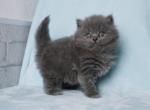 Hilton - British Shorthair Cat For Sale - Hollywood&comma; FL&comma; US