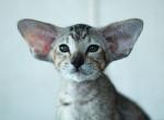 Enigma - Oriental Cat For Sale - Pembroke Pines&comma; FL&comma; US