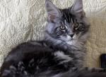 Wolf - Maine Coon Cat For Sale - Grayslake&comma; IL&comma; US