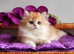 Plushka - British Shorthair Cat For Sale - Hollywood&comma; FL&comma; US