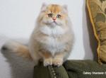 Shantaren Shakh Bihter ny11  longhair - British Shorthair Cat For Sale - CA&comma; US