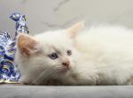 Raleigh of RomanovCats - Siberian Cat For Sale - Ashburn&comma; VA&comma; US