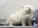 Rubic of RomanovCats - Siberian Cat For Sale - Ashburn&comma; VA&comma; US
