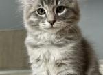 Bear - Siberian Cat For Sale - Hingham&comma; MA&comma; US
